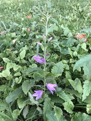 Campanula rapunculoides