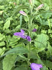Campanula rapunculoides