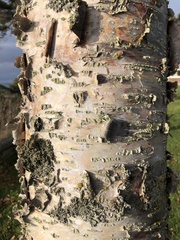 Betula papyrifera kenaica