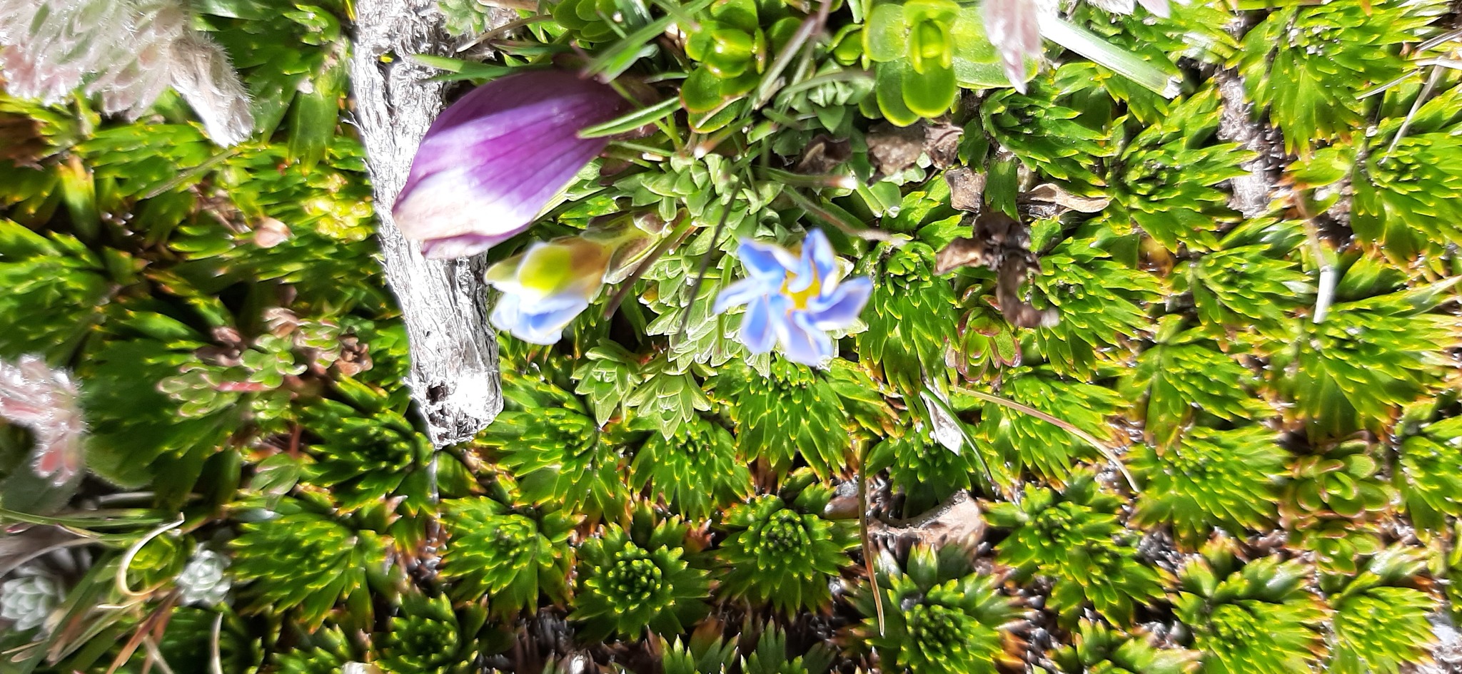 Gentianella cerastioides image