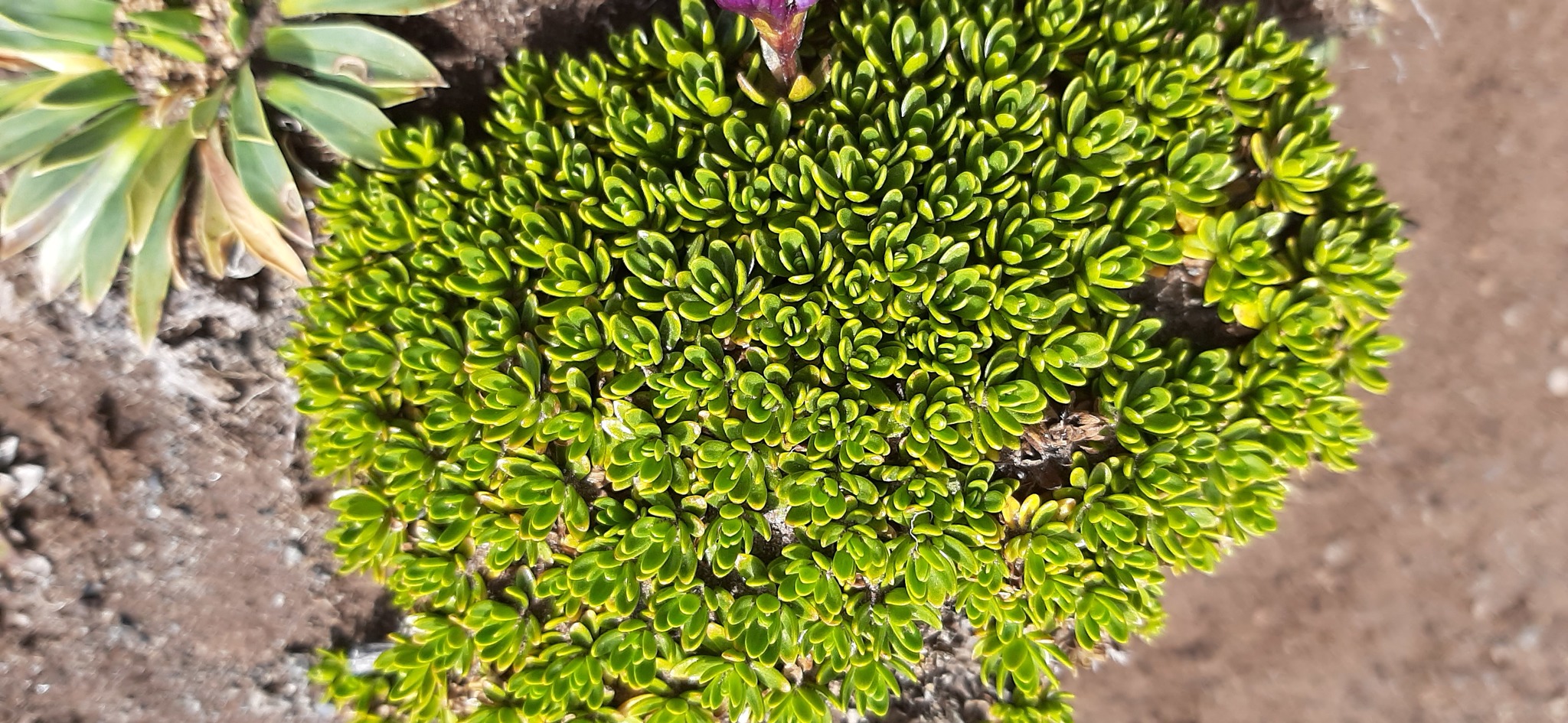 Gentianella cerastioides image