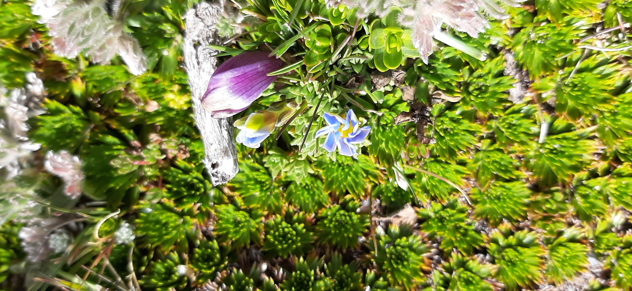 Gentianella image