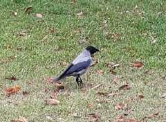 Corvus cornix