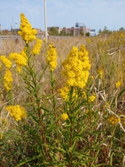 Solidago