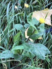 Sonchus oleraceus