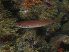 Ctenolabrus rupestris