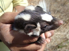 Spilogale angustifrons