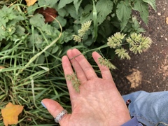 Dactylis glomerata