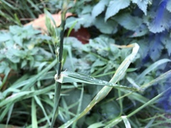Dactylis glomerata