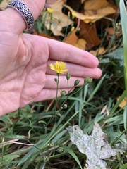 Lapsana communis