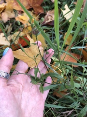 Lapsana communis