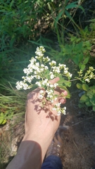 Stevia serrata