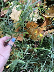Lapsana communis