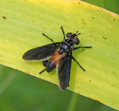 Galactomyia