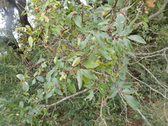 Zanthoxylum hirsutum