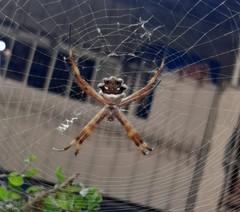 Argiope argentata
