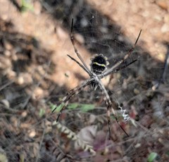 Argiope argentata