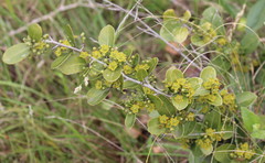 Salacia kraussii