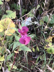 Impatiens glandulifera