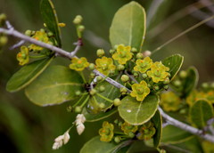 Salacia kraussii