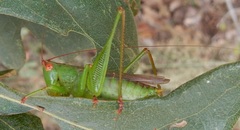 Orchelimum silvaticum