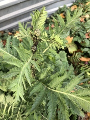 Tanacetum vulgare