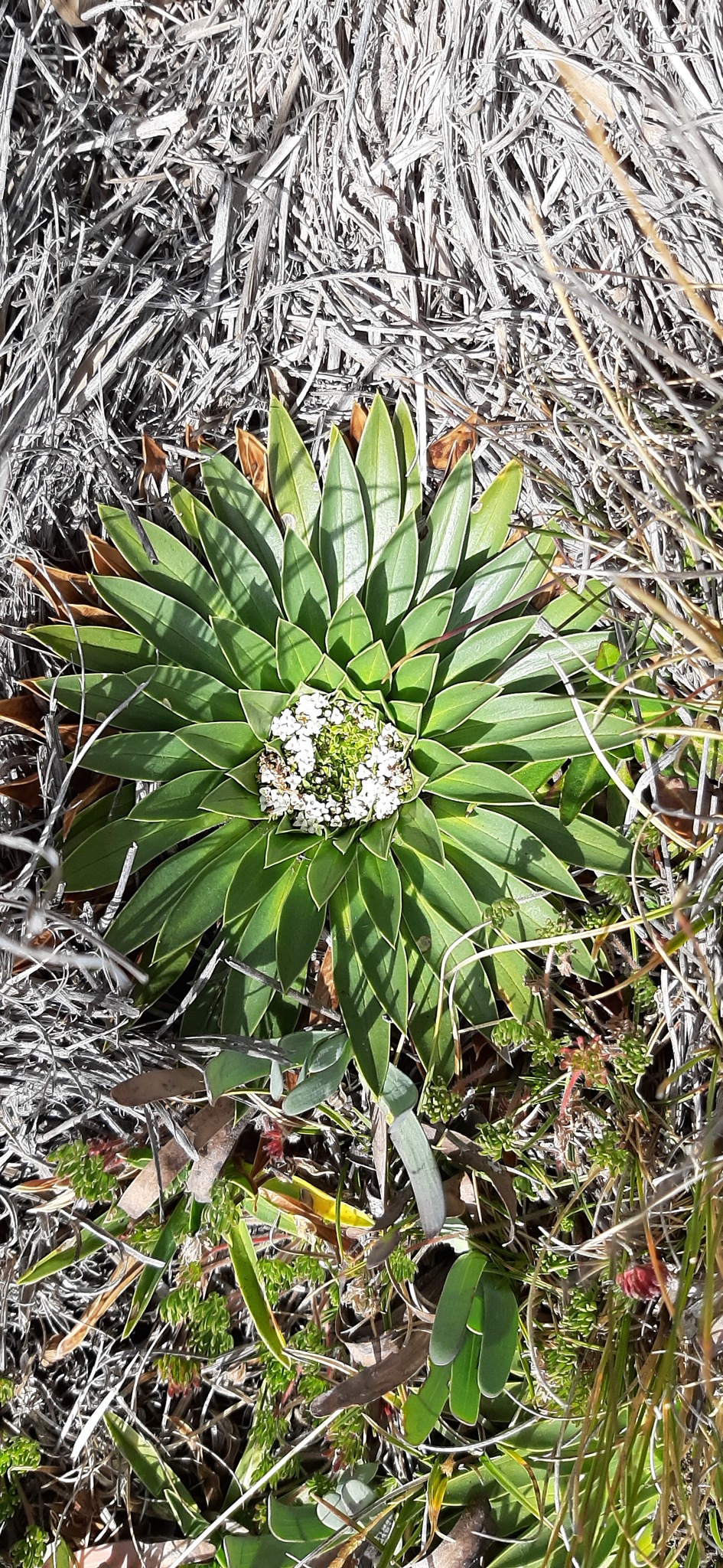 Valeriana rigida image