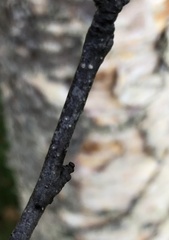 Betula papyrifera kenaica