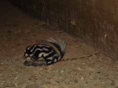 Spilogale angustifrons