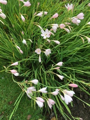 Zephyranthes carinata