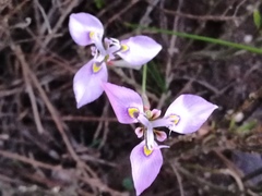 Moraea algoensis