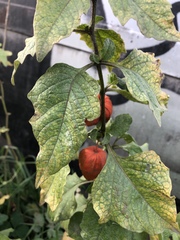 Alkekengi officinarum