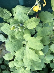 Chelidonium majus