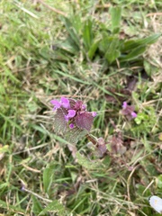 Lamium purpureum