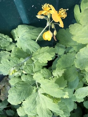 Chelidonium majus