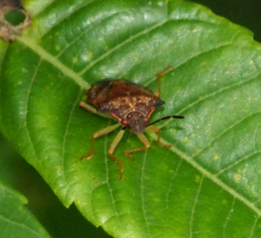 Dendrocoris
