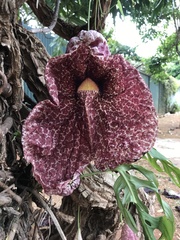 Aristolochia gigantea