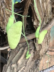 Aristolochia gigantea