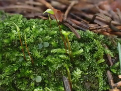 Rhynchostegium murale