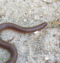 Carphophis amoenus amoenus