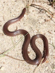 Carphophis amoenus amoenus