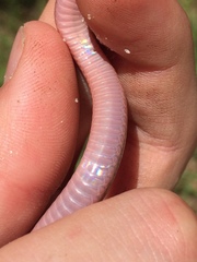 Carphophis amoenus amoenus