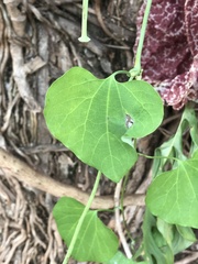 Aristolochia gigantea