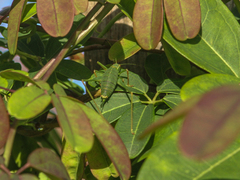 Leptophyes punctatissima