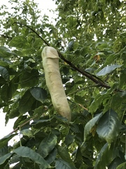 Gymnocladus dioicus