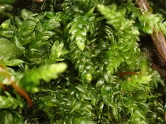 Rhynchostegium murale