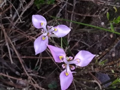 Moraea algoensis
