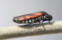 Oncometopia rufipennis