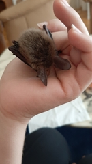 Myotis bechsteinii