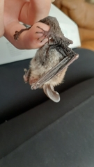 Myotis bechsteinii
